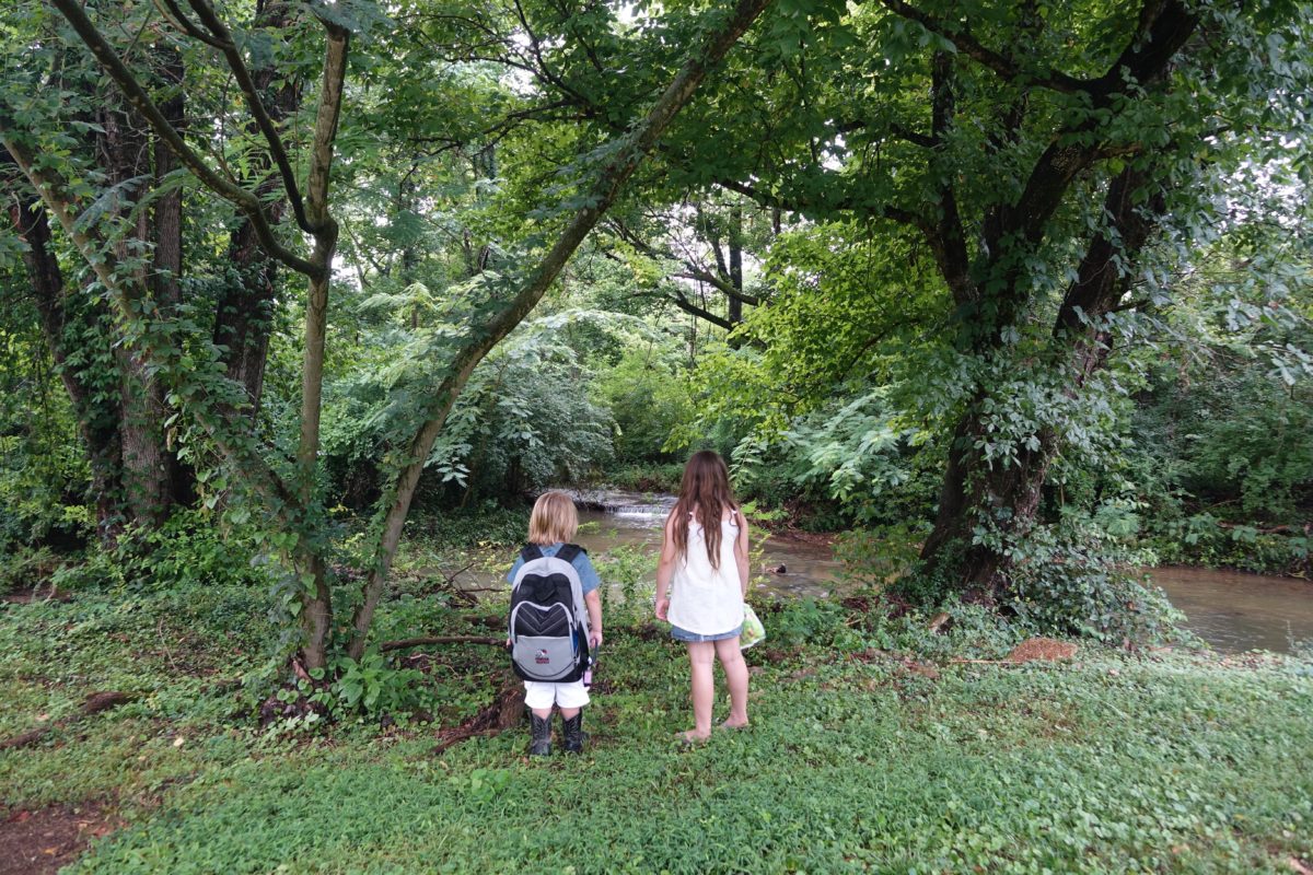 Stream at Belle Meade Plantation
