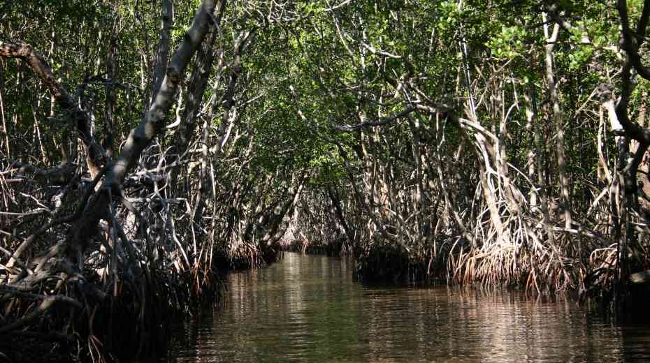 everglades tour with kids
