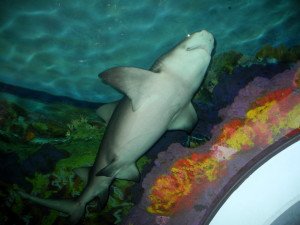 SeaWorld San Diego Shark Tank