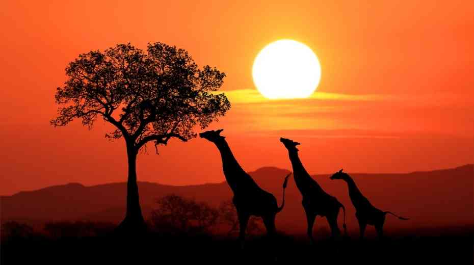 6 Ideal Wildlife Holiday Destinations When Traveling With Kids