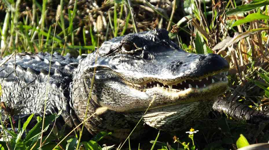 everglades animals