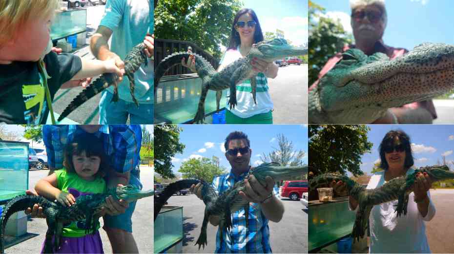 petting alligators in everglades florida
