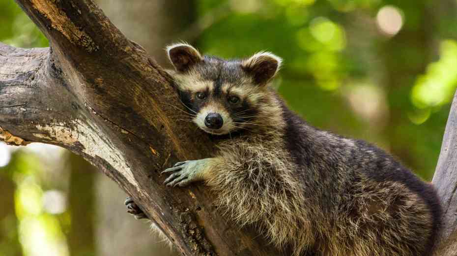 everglades racoons