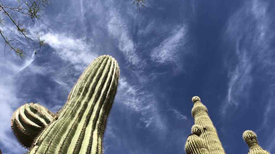 saguaro cactus